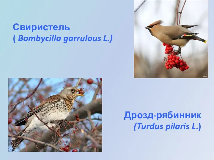 Свиристель ( Bombycilla garrulous L.) Дрозд-рябинник (Turdus pilaris L.)