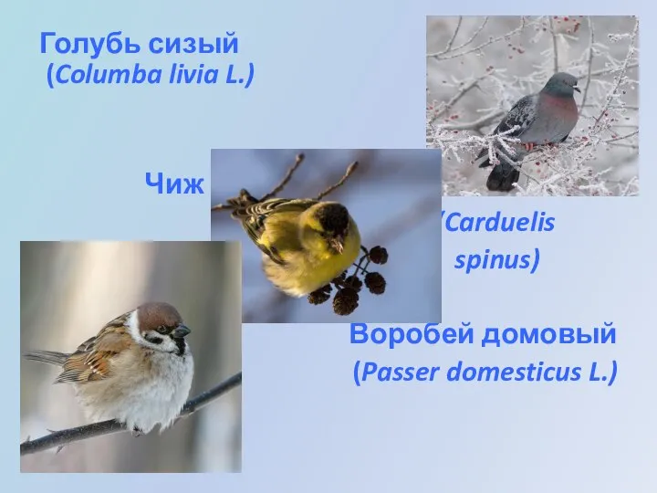 Голубь сизый (Columba livia L.) Чиж (Carduelis spinus) Воробей домовый (Passer domesticus L.)