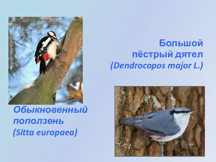 Большой пёстрый дятел (Dendrocopos major L.) Обыкновенный поползень (Sitta europaea)