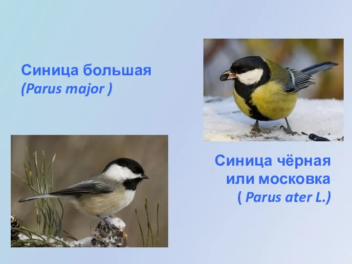 Синица большая (Parus major ) Синица чёрная или московка ( Parus ater L.)