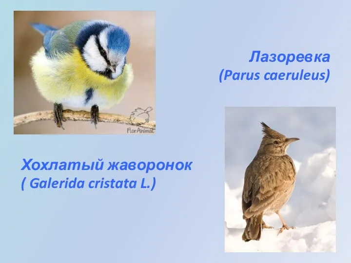 Лазоревка (Parus caeruleus) Хохлатый жаворонок ( Galerida cristata L.)