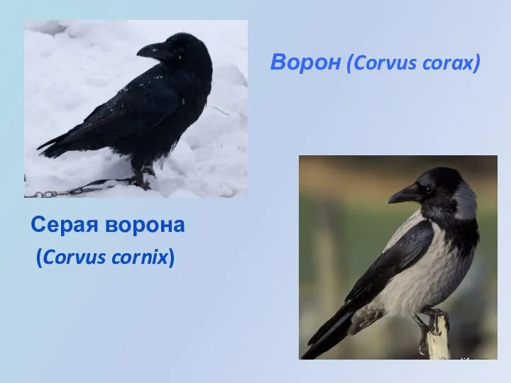 Ворон (Corvus corax) Серая ворона (Corvus cornix)