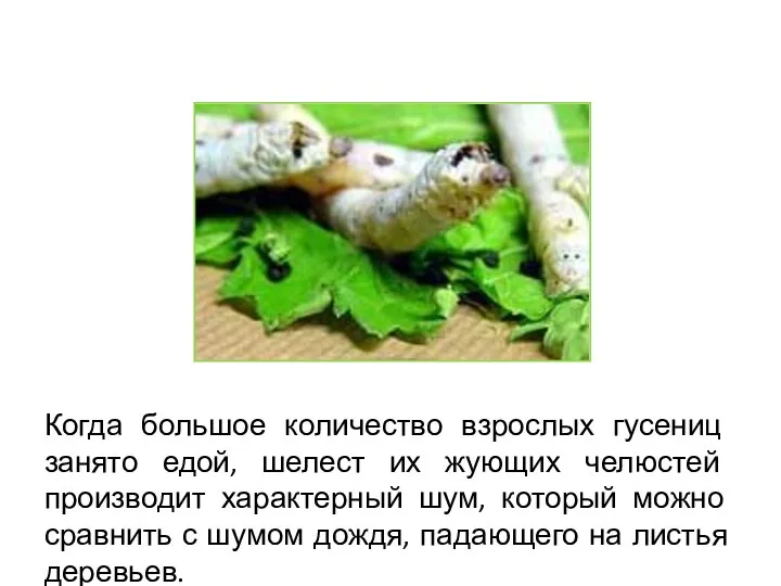 Когда большое количество взрослых гусениц занято едой, шелест их жующих челюстей производит