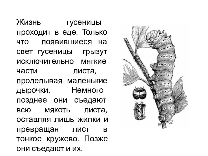 Жизнь гусеницы проходит в еде. Только что появившиеся на свет гусеницы грызут