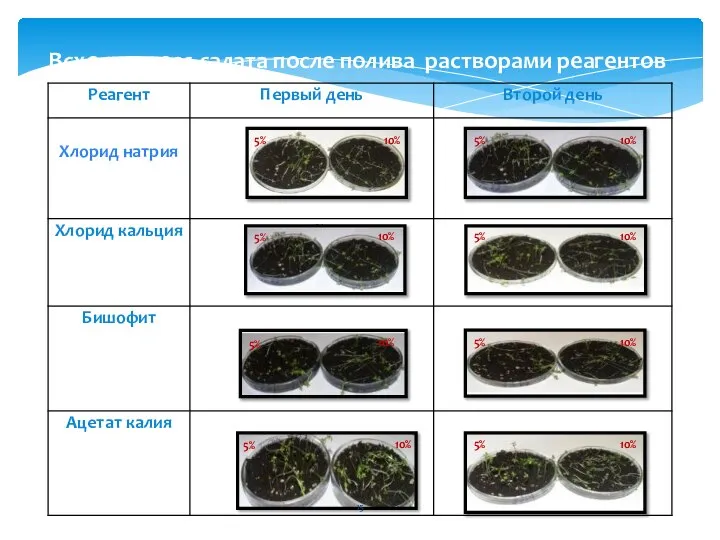 Всходы кресс-салата после полива растворами реагентов 5% 5% 5% 5% 5% 5%