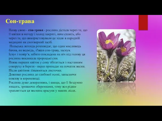 Сон-трава Назву свою - сон-трава - рослина дістала через те, що її