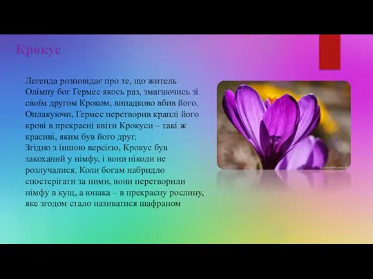 Крокус Легенда розповідає про те, що житель Олімпу бог Гермес якось раз,