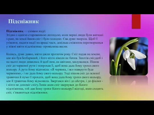 Підсніжник Підсніжник — символ надії. Згідно з однією старовинною легендою, коли перші