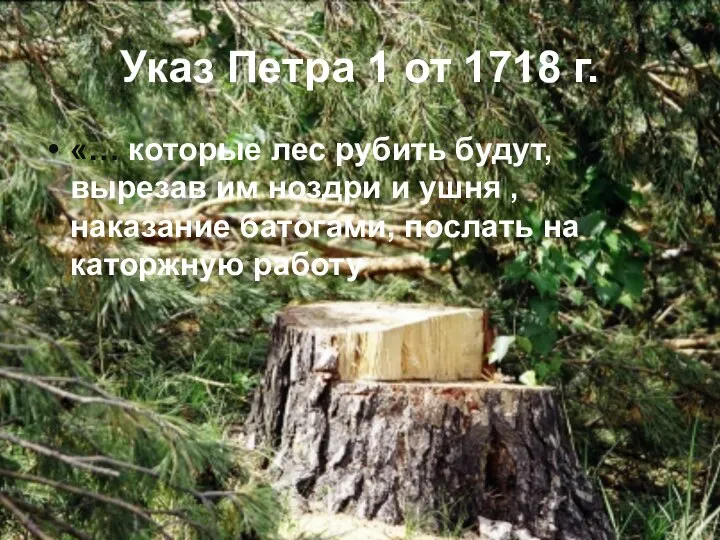 Указ Петра 1 от 1718 г. «… которые лес рубить будут, вырезав