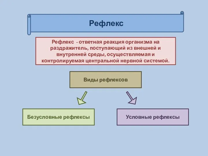 Рефлекс Рефлекс - ответная реакция организма на раздражитель, поступающий из внешней и