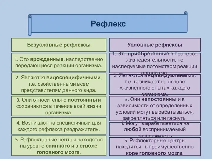 Рефлекс Безусловные рефлексы Условные рефлексы 1. Это врожденные, наследственно передающиеся реакции организма.