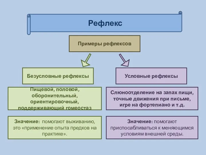 Рефлекс Примеры рефлексов Безусловные рефлексы Условные рефлексы Пищевой, половой, оборонительный, ориентировочный, поддерживающий