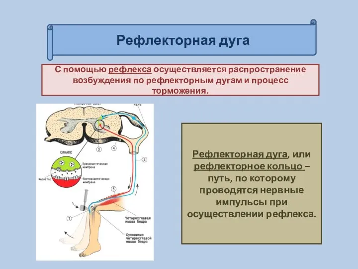 Рефлекторная дуга С помощью рефлекса осуществляется распространение возбуждения по рефлекторным дугам и