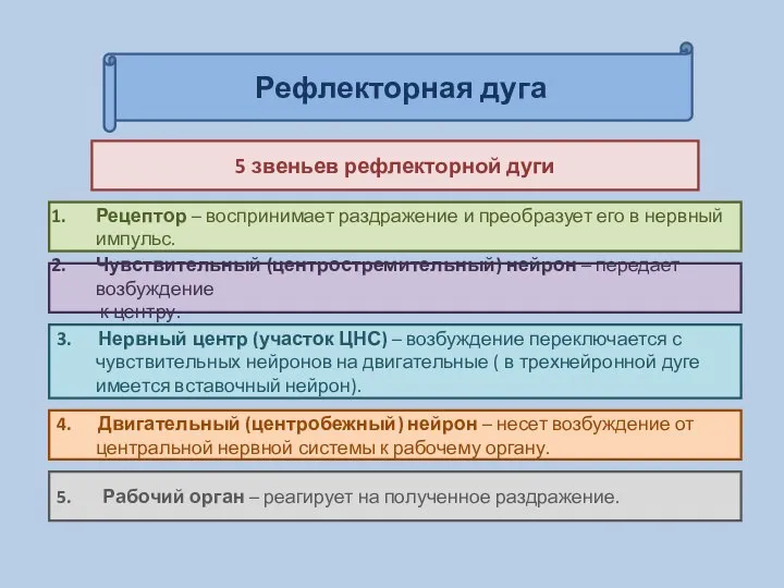 Рефлекторная дуга 5 звеньев рефлекторной дуги Рецептор – воспринимает раздражение и преобразует