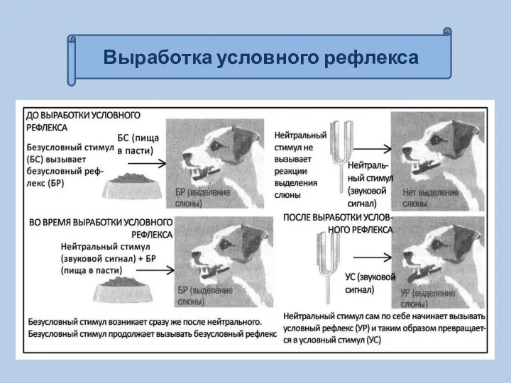 Выработка условного рефлекса