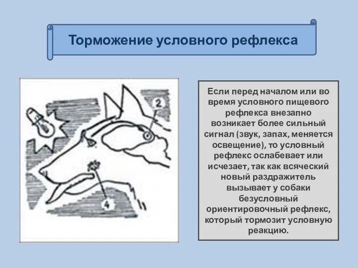 Торможение условного рефлекса Если перед началом или во время условного пищевого рефлекса