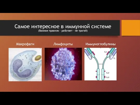 Самое интересное в иммунной системе (Важное правило – работает – не трогай) Макрофаги Лимфоциты Иммуноглобулины