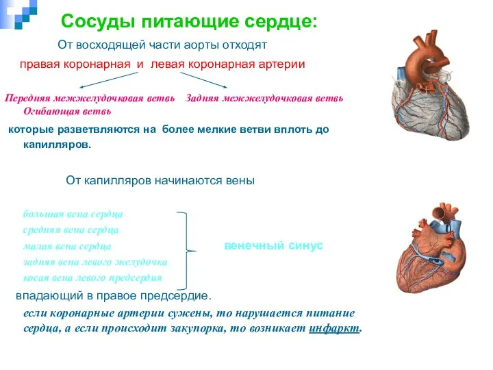 Сосуды питающие сердце: От восходящей части аорты отходят правая коронарная и левая