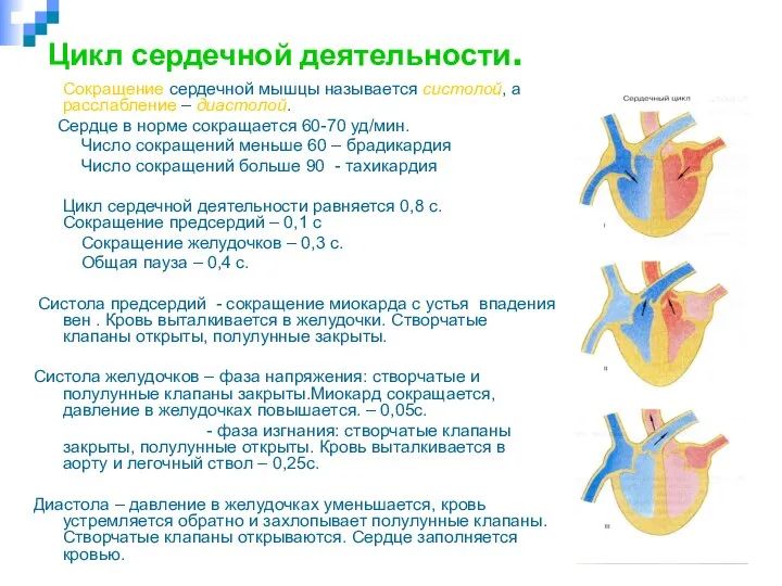 Цикл сердечной деятельности. Сокращение сердечной мышцы называется систолой, а расслабление – диастолой.