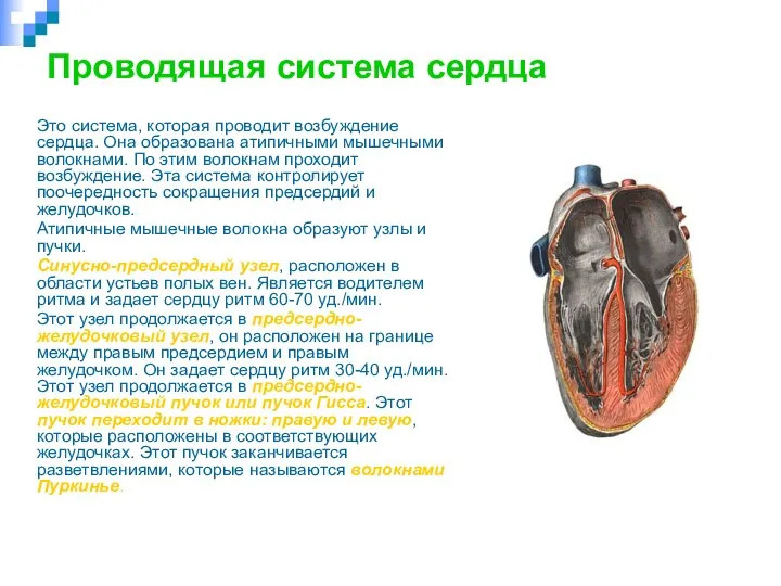 Проводящая система сердца Это система, которая проводит возбуждение сердца. Она образована атипичными