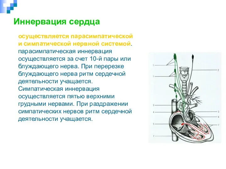 Иннервация сердца осуществляется парасимпатической и симпатической нервной системой. парасимпатическая иннервация осуществляется за