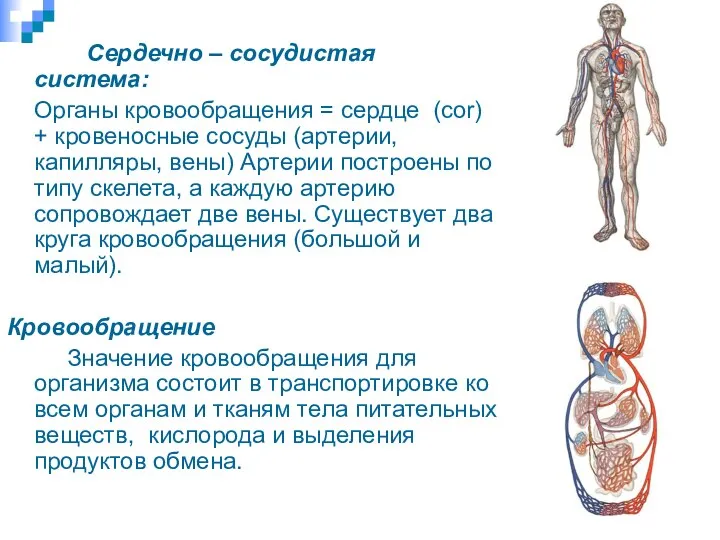 Сердечно – сосудистая система: Органы кровообращения = сердце (cor) + кровеносные сосуды