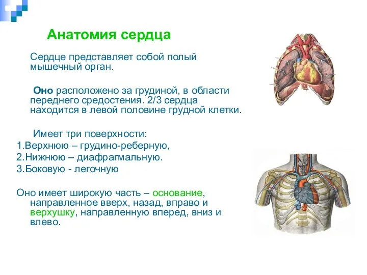 Анатомия сердца Сердце представляет собой полый мышечный орган. Оно расположено за грудиной,
