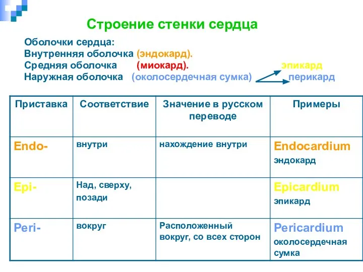 Строение стенки сердца Оболочки сердца: Внутренняя оболочка (эндокард). Средняя оболочка (миокард). эпикард