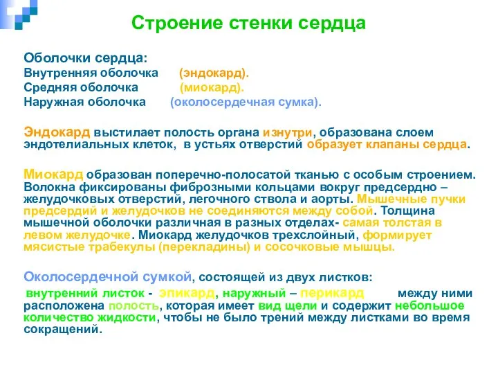 Строение стенки сердца Оболочки сердца: Внутренняя оболочка (эндокард). Средняя оболочка (миокард). Наружная