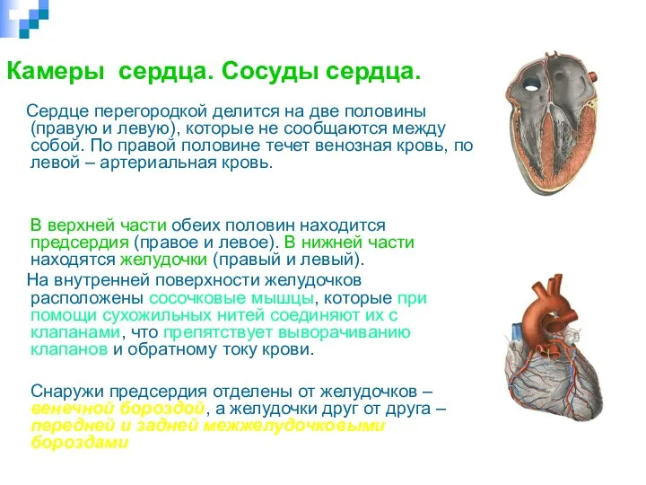 Камеры сердца. Сосуды сердца. Сердце перегородкой делится на две половины (правую и