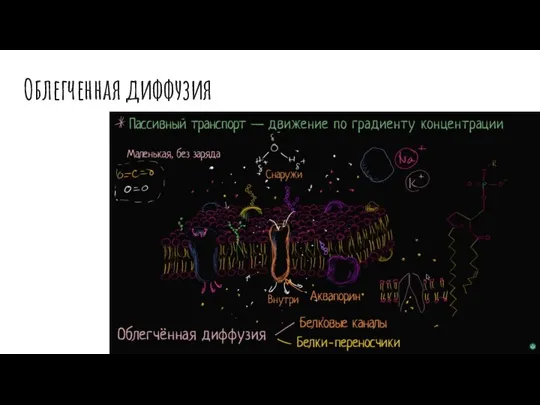 Облегченная диффузия