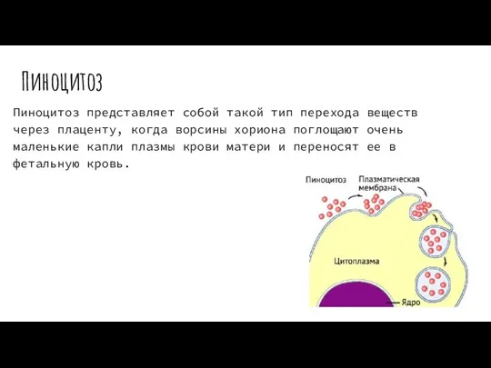 Пиноцитоз Пиноцитоз представляет собой такой тип перехода веществ через плаценту, когда ворсины