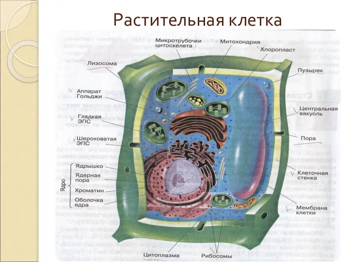 Растительная клетка