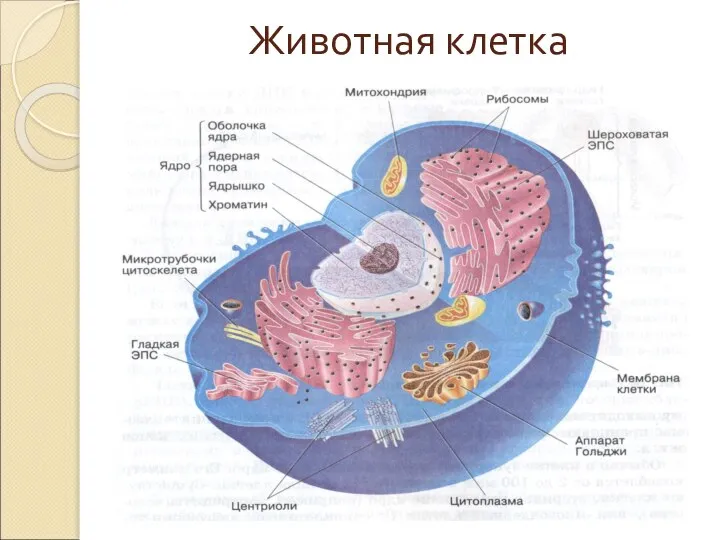 Животная клетка