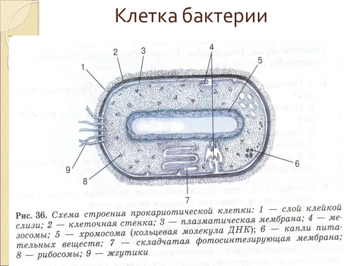 Клетка бактерии