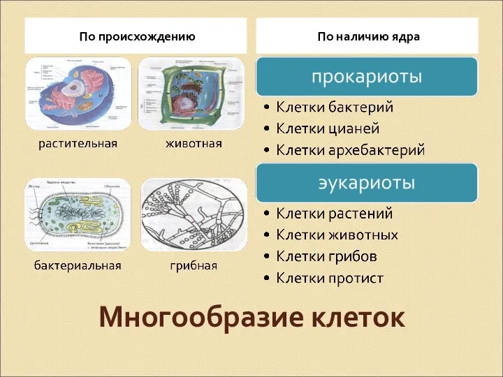 Многообразие клеток По происхождению По наличию ядра