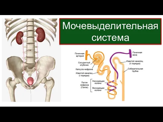 Мочевыделительная система