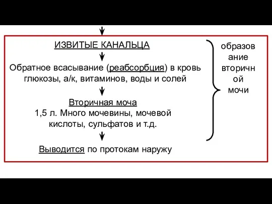 ИЗВИТЫЕ КАНАЛЬЦА Обратное всасывание (реабсорбция) в кровь глюкозы, а/к, витаминов, воды и