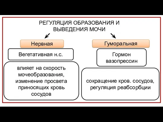 Нервная Вегетативная н.с. Гормон вазопрессин влияет на скорость мочеобразования, изменение просвета приносящих