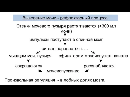 Выведение мочи - рефлекторный процесс. Стенки мочевого пузыря растягиваются (>300 мл мочи)