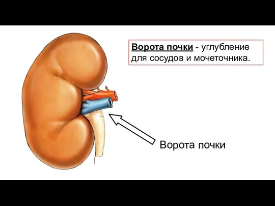 Ворота почки Ворота почки - углубление для сосудов и мочеточника.