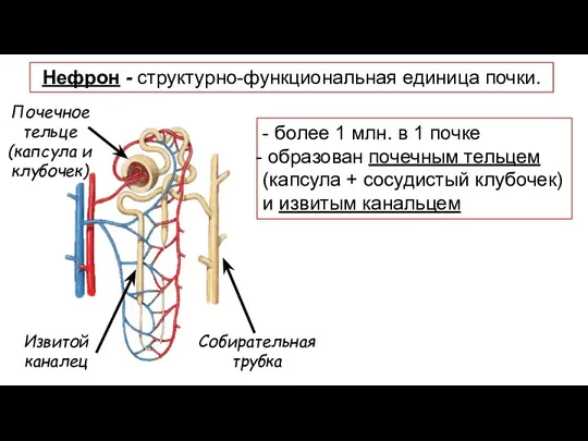 Нефрон - структурно-функциональная единица почки. - более 1 млн. в 1 почке