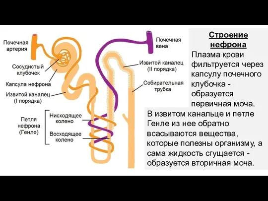 В извитом канальце и петле Генле из нее обратно всасываются вещества, которые