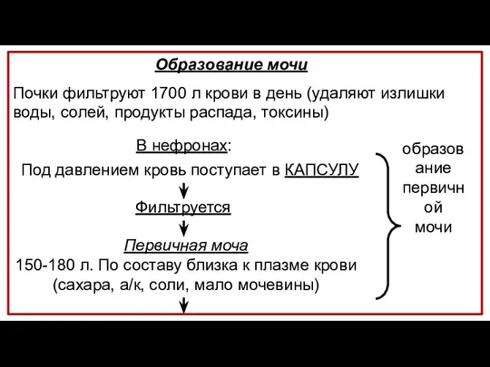 Почки фильтруют 1700 л крови в день (удаляют излишки воды, солей, продукты