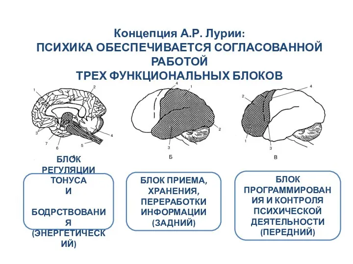 Концепция А.Р. Лурии: ПСИХИКА ОБЕСПЕЧИВАЕТСЯ СОГЛАСОВАННОЙ РАБОТОЙ ТРЕХ ФУНКЦИОНАЛЬНЫХ БЛОКОВ БЛОК РЕГУЛЯЦИИ