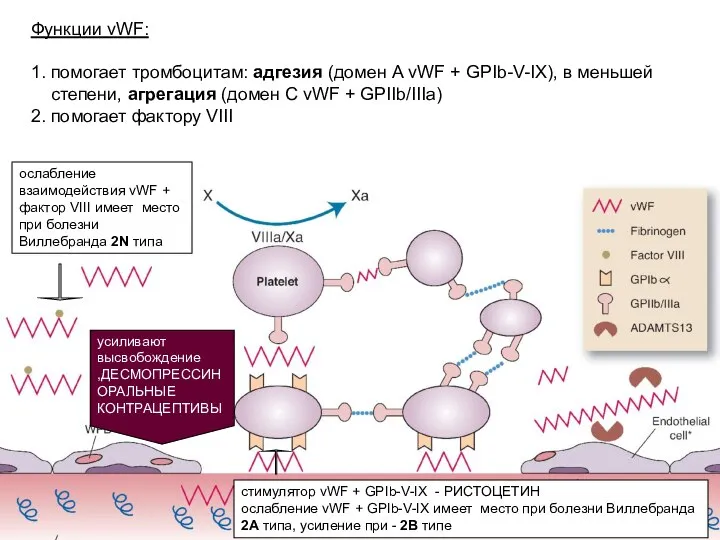 Функции vWF: 1. помогает тромбоцитам: адгезия (домен А vWF + GPIb-V-IX), в
