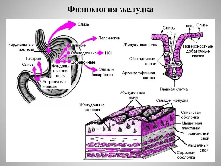 Физиология желудка