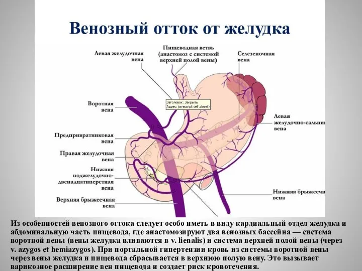 Из особенностей венозного оттока следует особо иметь в виду кардиальный отдел желудка