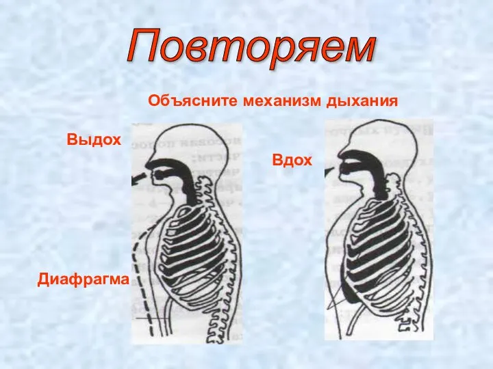 Повторяем Вдох Выдох Диафрагма Объясните механизм дыхания