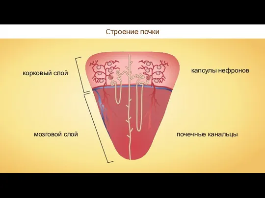Cтроение почки корковый слой мозговой слой капсулы нефронов почечные канальцы